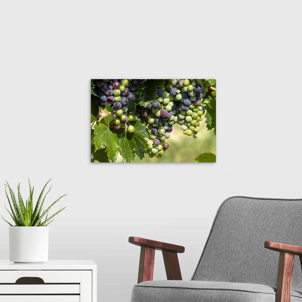 A modern room featuring Large bunch of multi-colored red wine grapes ripening on grapevine in morning sunlight.