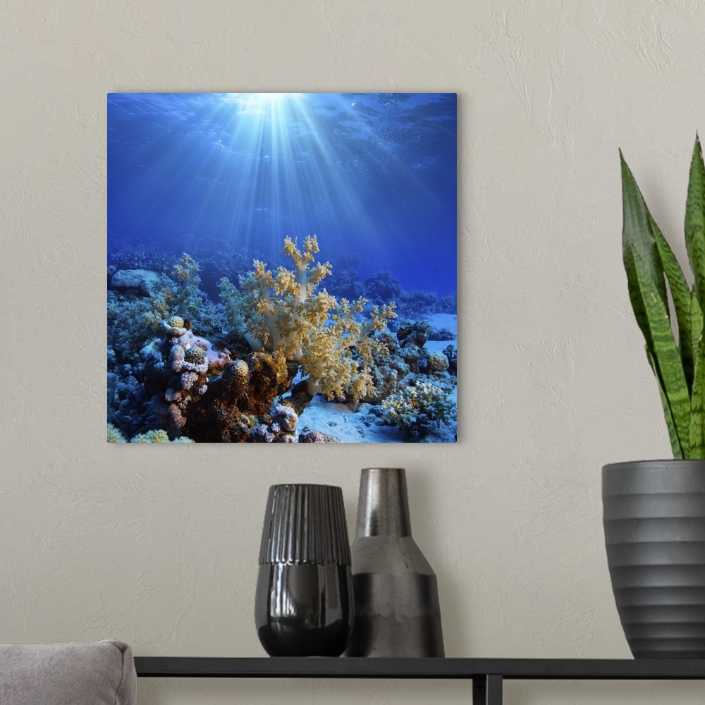 A modern room featuring Underwater coral reef in open deep sea.