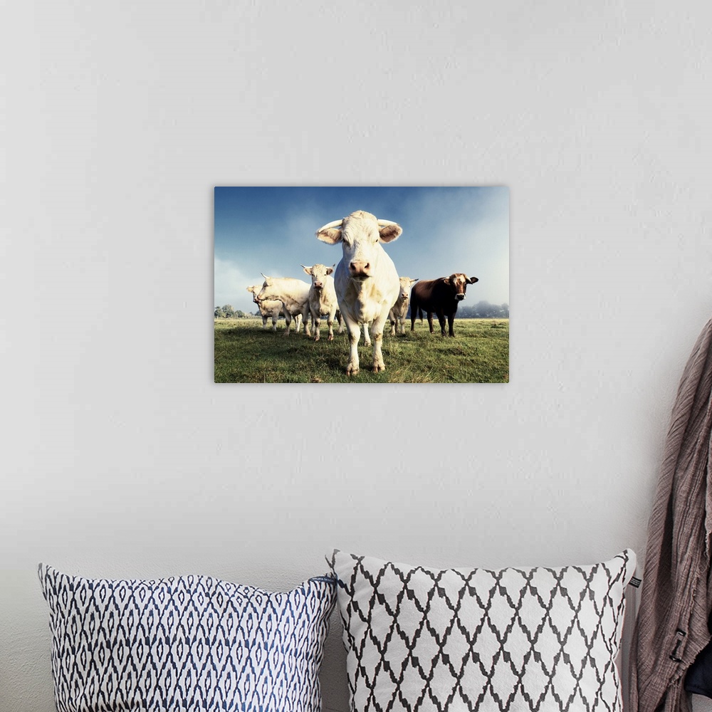 A bohemian room featuring White cows on a farmland in France in autumn.
