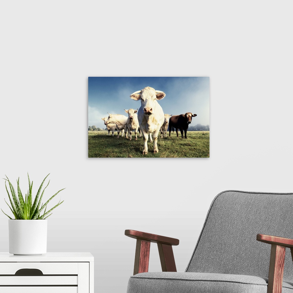 A modern room featuring White cows on a farmland in France in autumn.