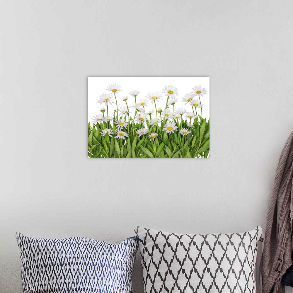 A bohemian room featuring Isolated fragment patch of daisies in a summer meadow.