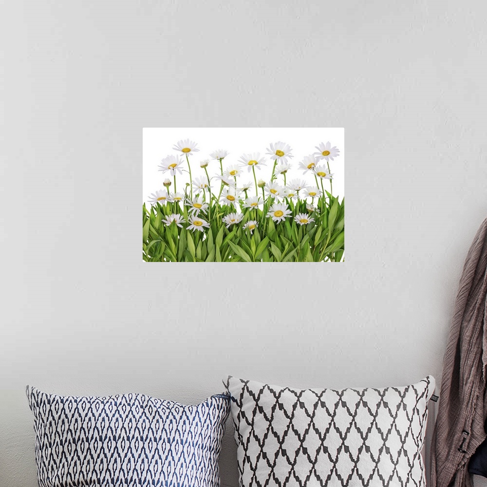 A bohemian room featuring Isolated fragment patch of daisies in a summer meadow.