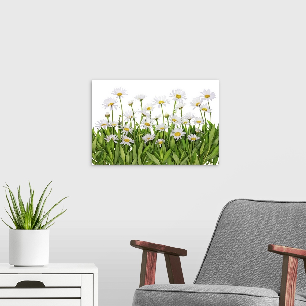 A modern room featuring Isolated fragment patch of daisies in a summer meadow.