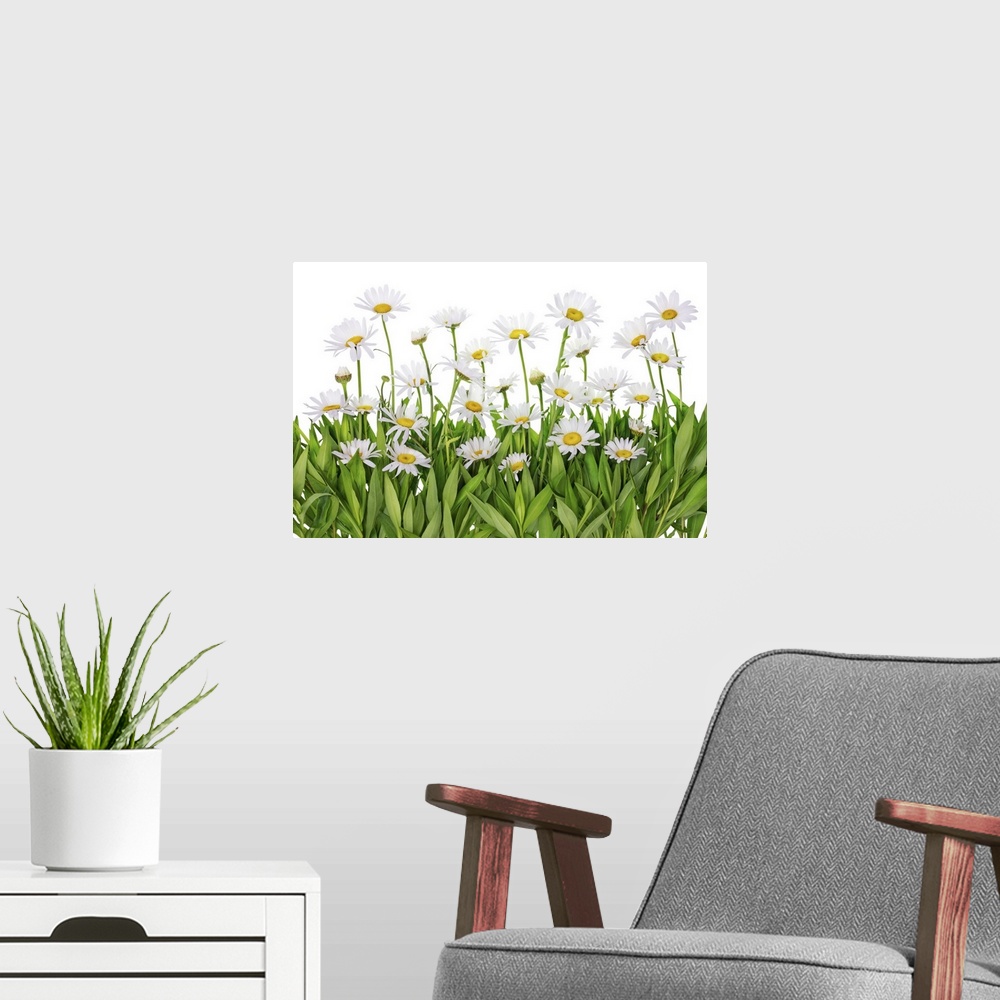 A modern room featuring Isolated fragment patch of daisies in a summer meadow.