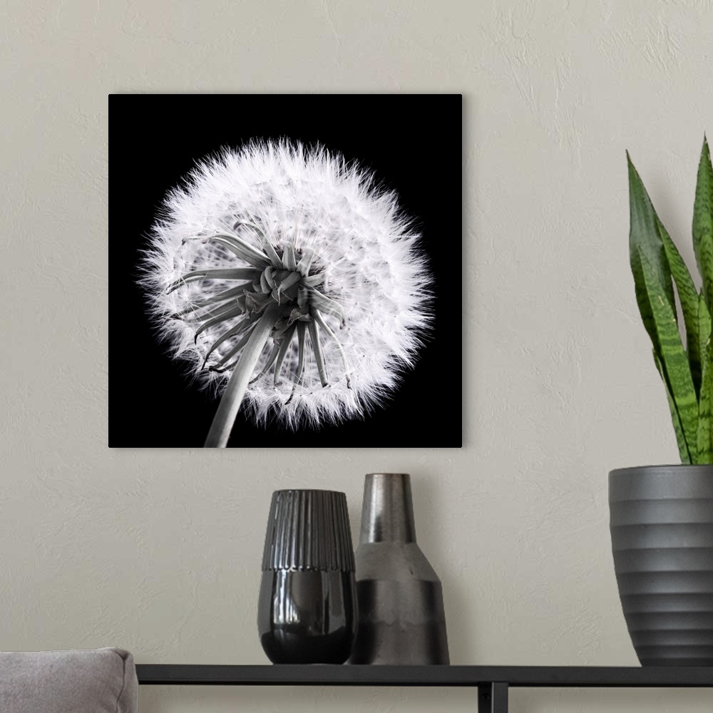 A modern room featuring Close-up of a dandelion seed in black and white.