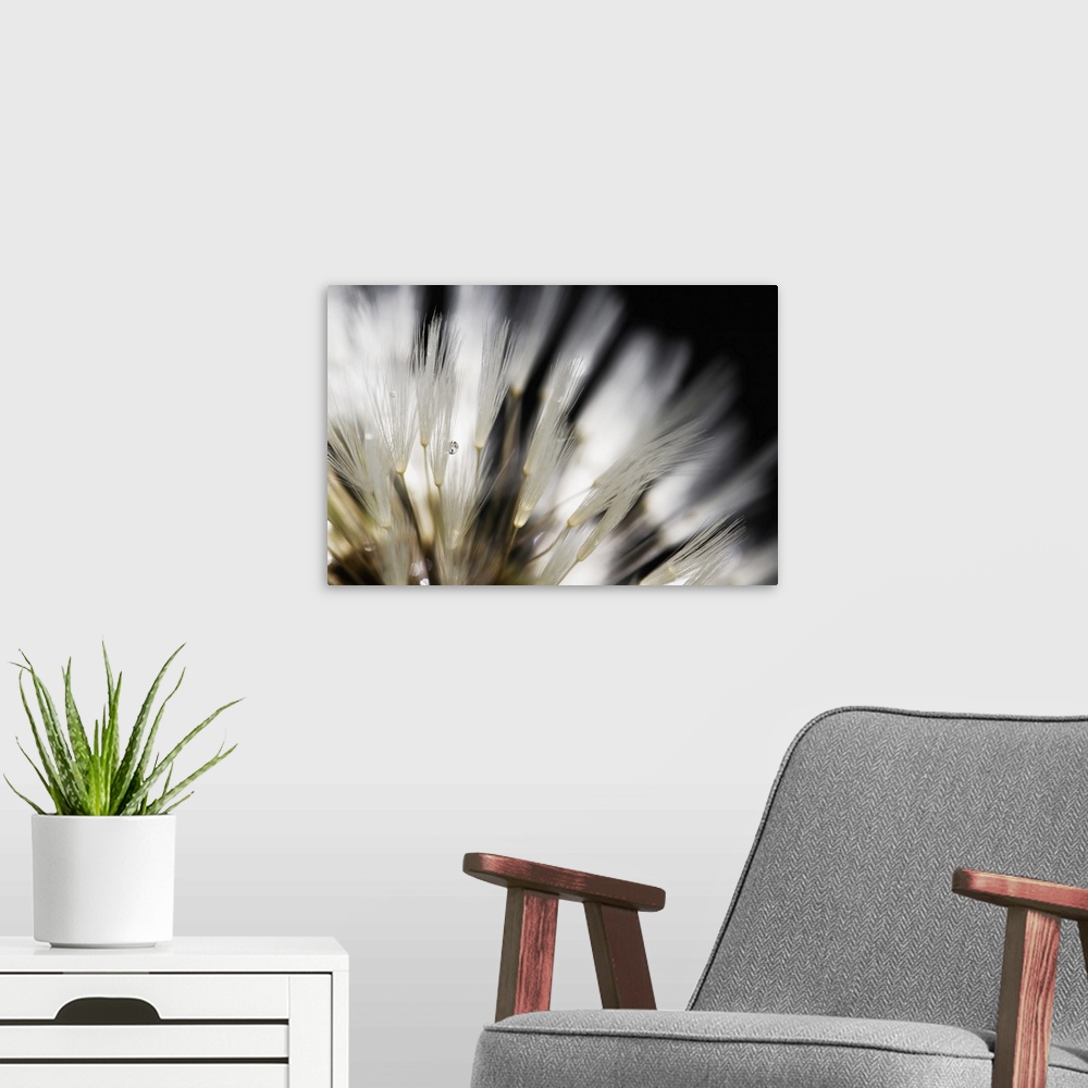 A modern room featuring Dandelion close up with dew.