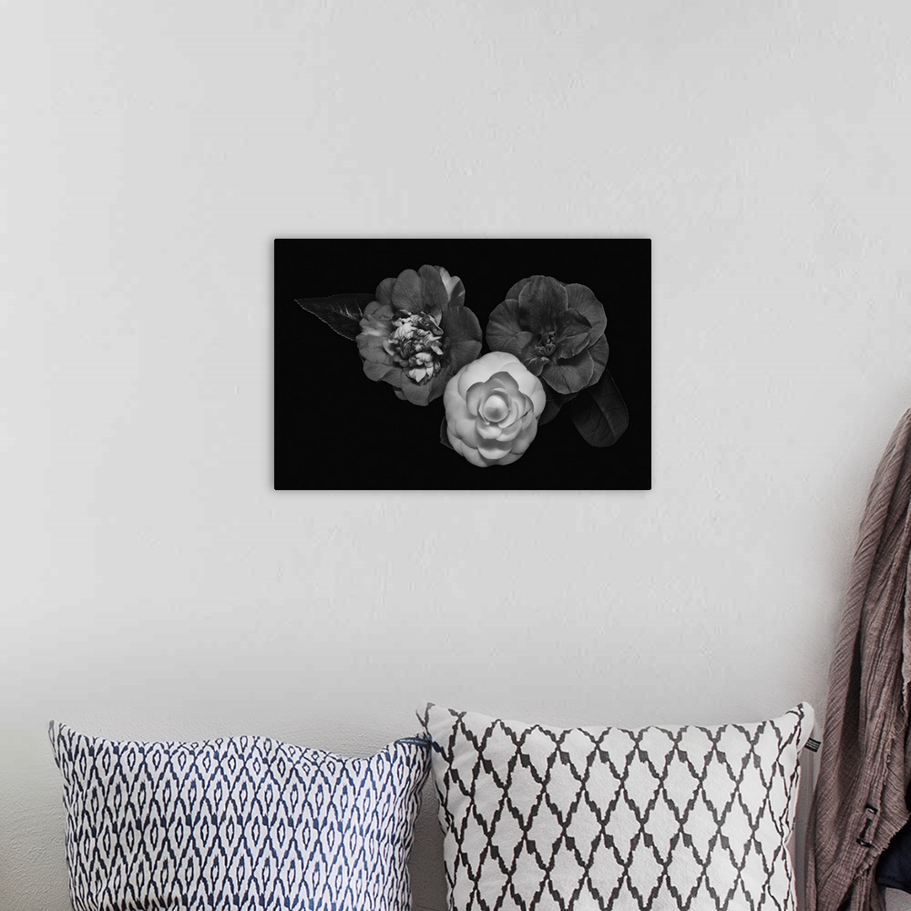 A bohemian room featuring Dark monochrome macro of three camellia blossoms on a black background.