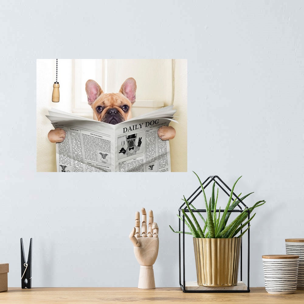 A bohemian room featuring Fawn French bulldog dog sitting on toilet and reading magazine.