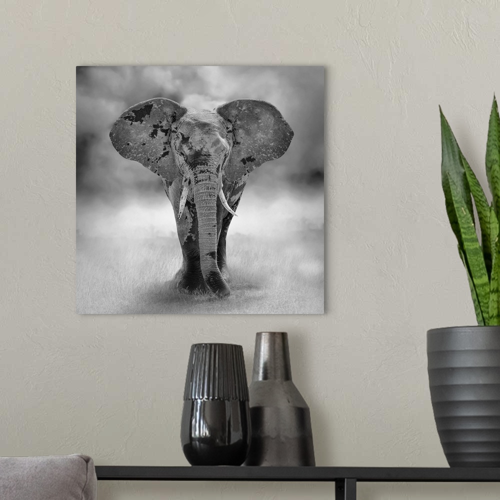 A modern room featuring Large elephant bull approaching (artistic processing) in Kenya, Africa.