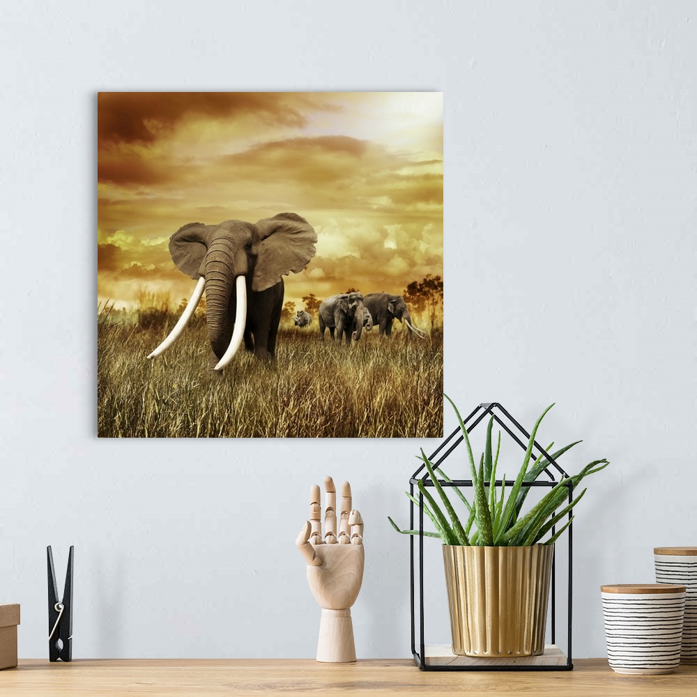 A bohemian room featuring Elephants at sunset, walking on the grass.