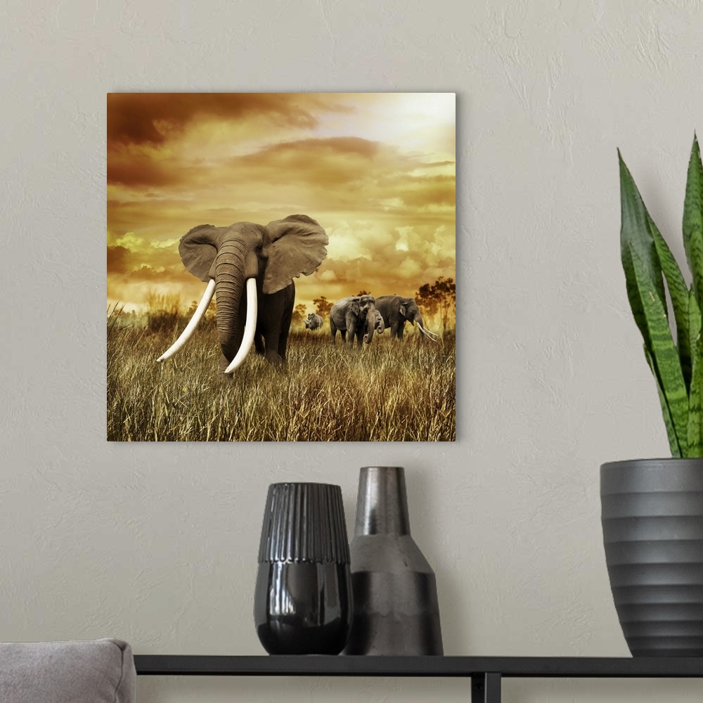 A modern room featuring Elephants at sunset, walking on the grass.