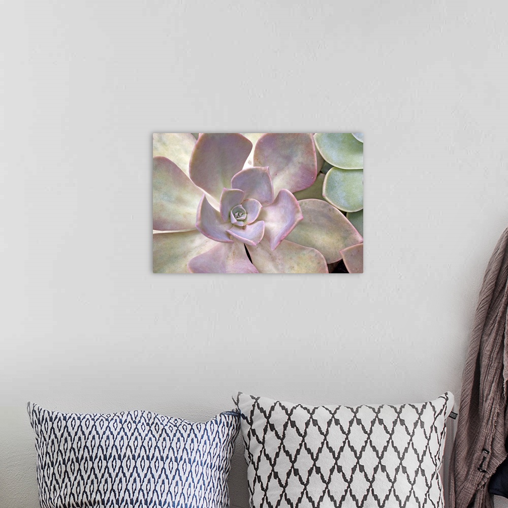 A bohemian room featuring Extreme close-up of desert rose succulent plant.