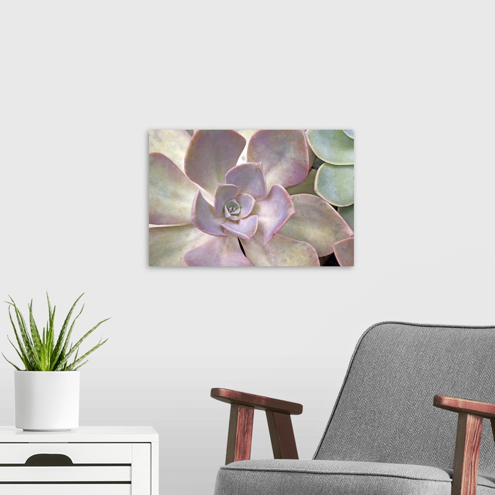 A modern room featuring Extreme close-up of desert rose succulent plant.