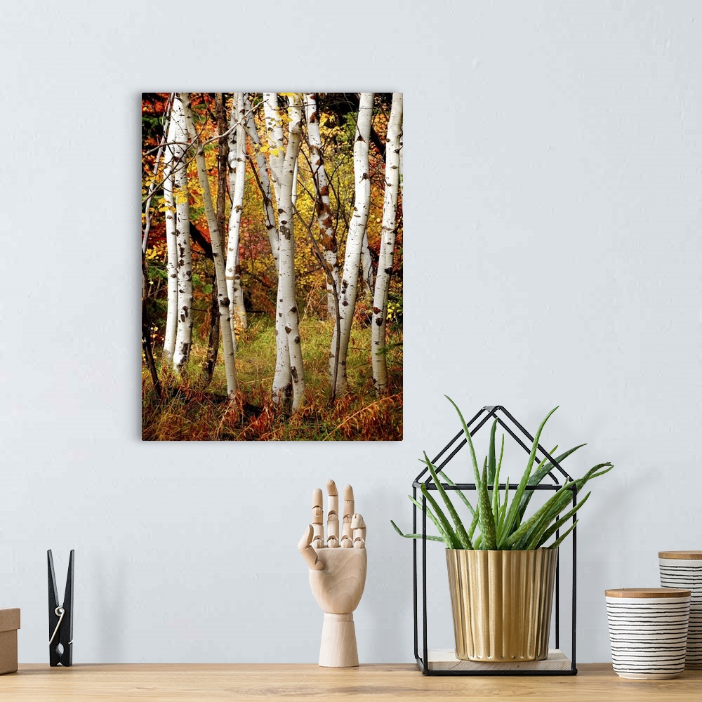 A bohemian room featuring White fall birch trees with autumn leaves in background.