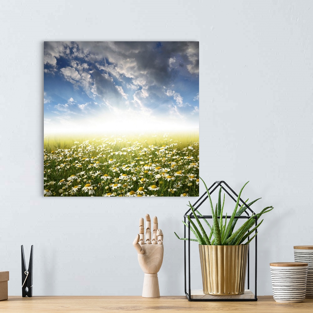 A bohemian room featuring Field of daisies in the sunset.