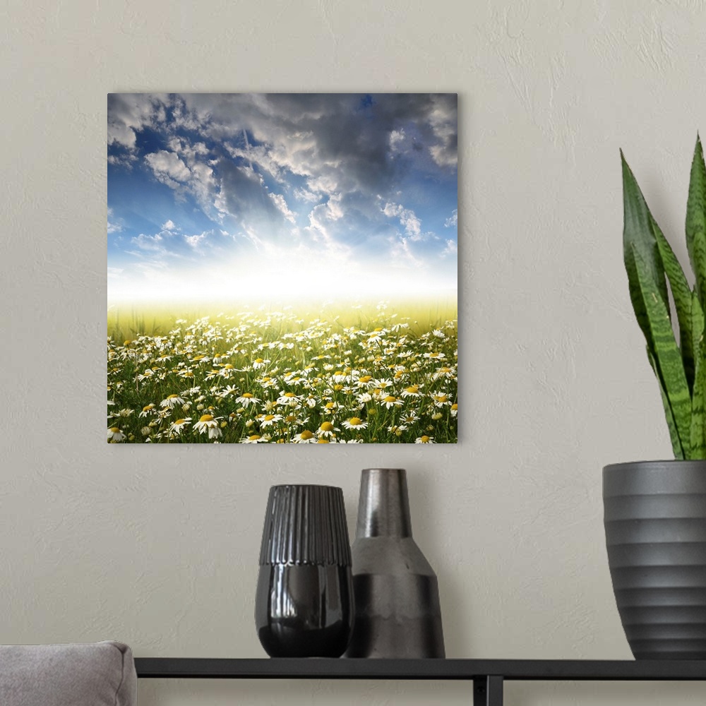 A modern room featuring Field of daisies in the sunset.