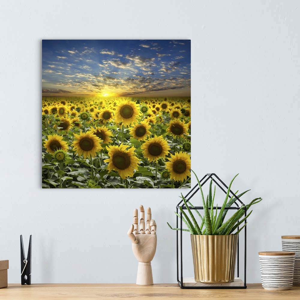 A bohemian room featuring Field of sunflowers on a beautiful sunset background.