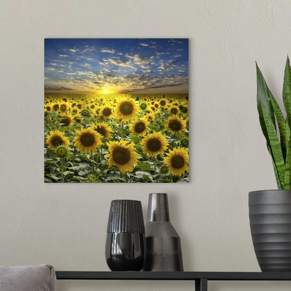 A modern room featuring Field of sunflowers on a beautiful sunset background.