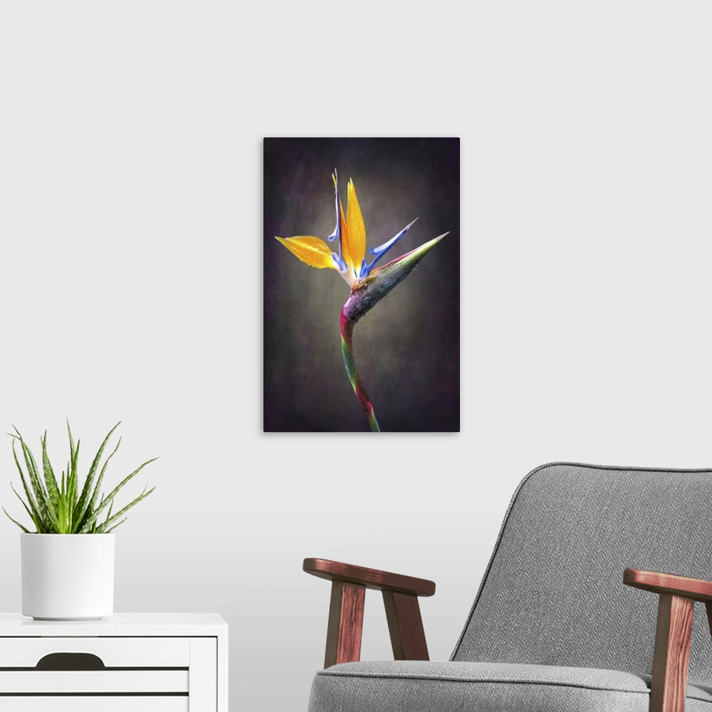 A modern room featuring Fine art close up of a Strelitzia flower.