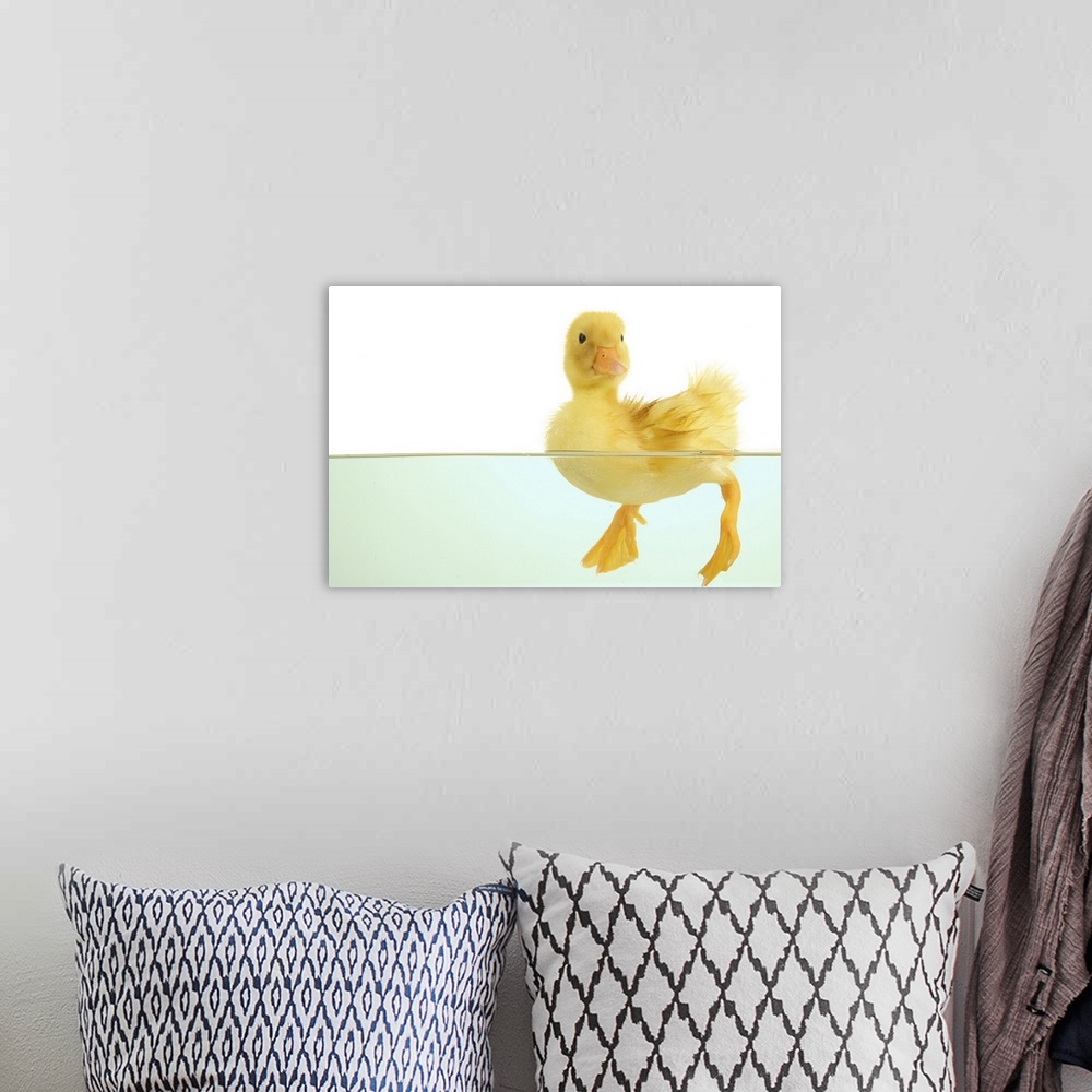 A bohemian room featuring cute floating duckling isolated on white.