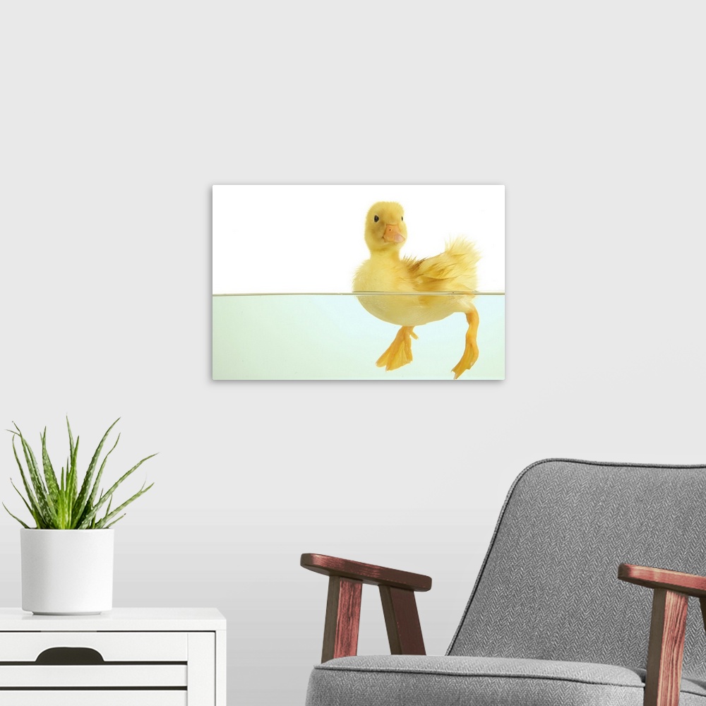 A modern room featuring cute floating duckling isolated on white.