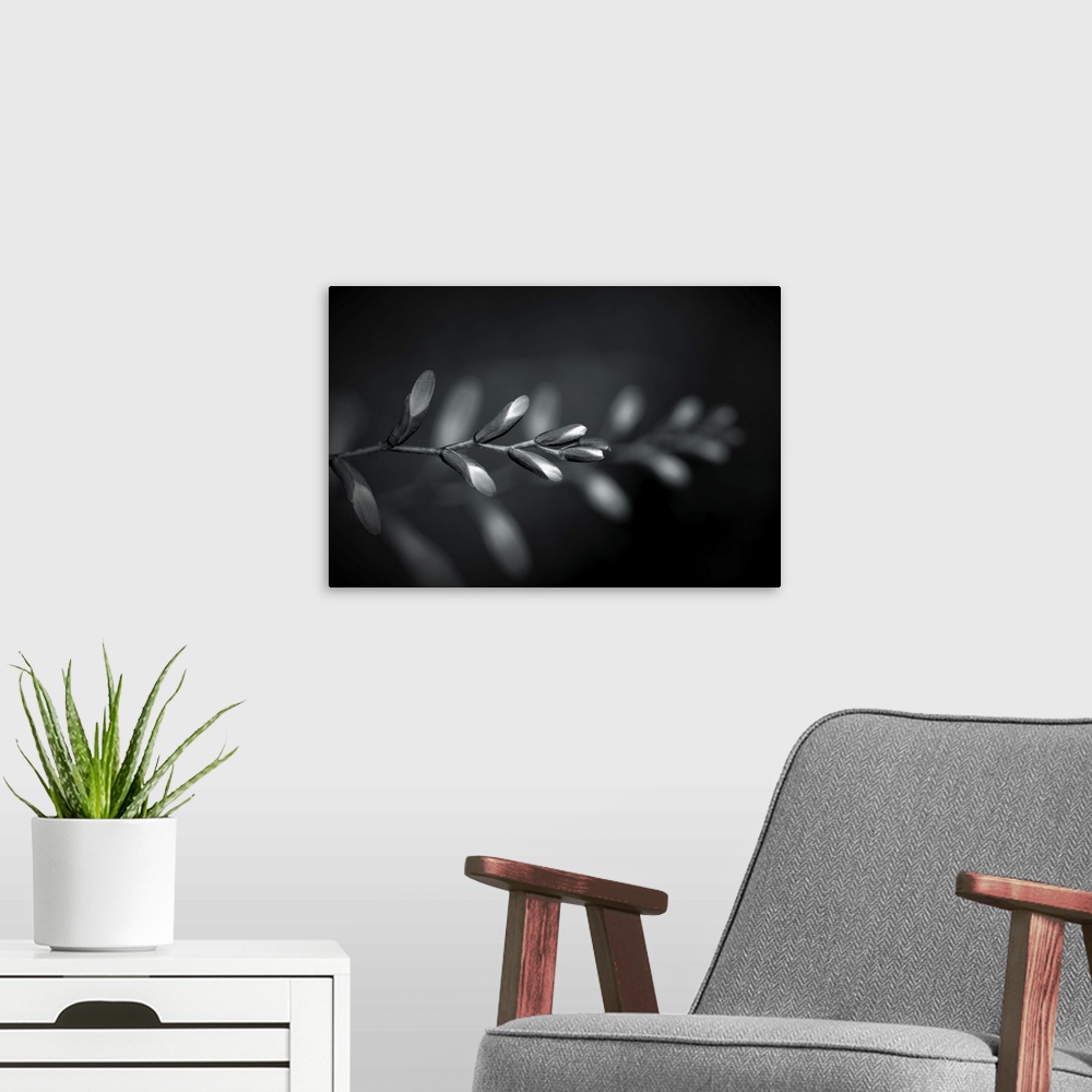 A modern room featuring Black and white flower buds with another branch in the background.