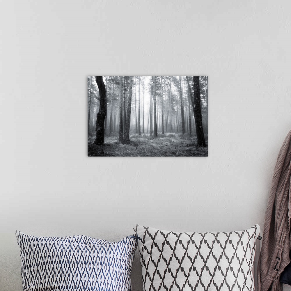 A bohemian room featuring Black and white spooky abstract of a foggy forest in spring at sunrise.