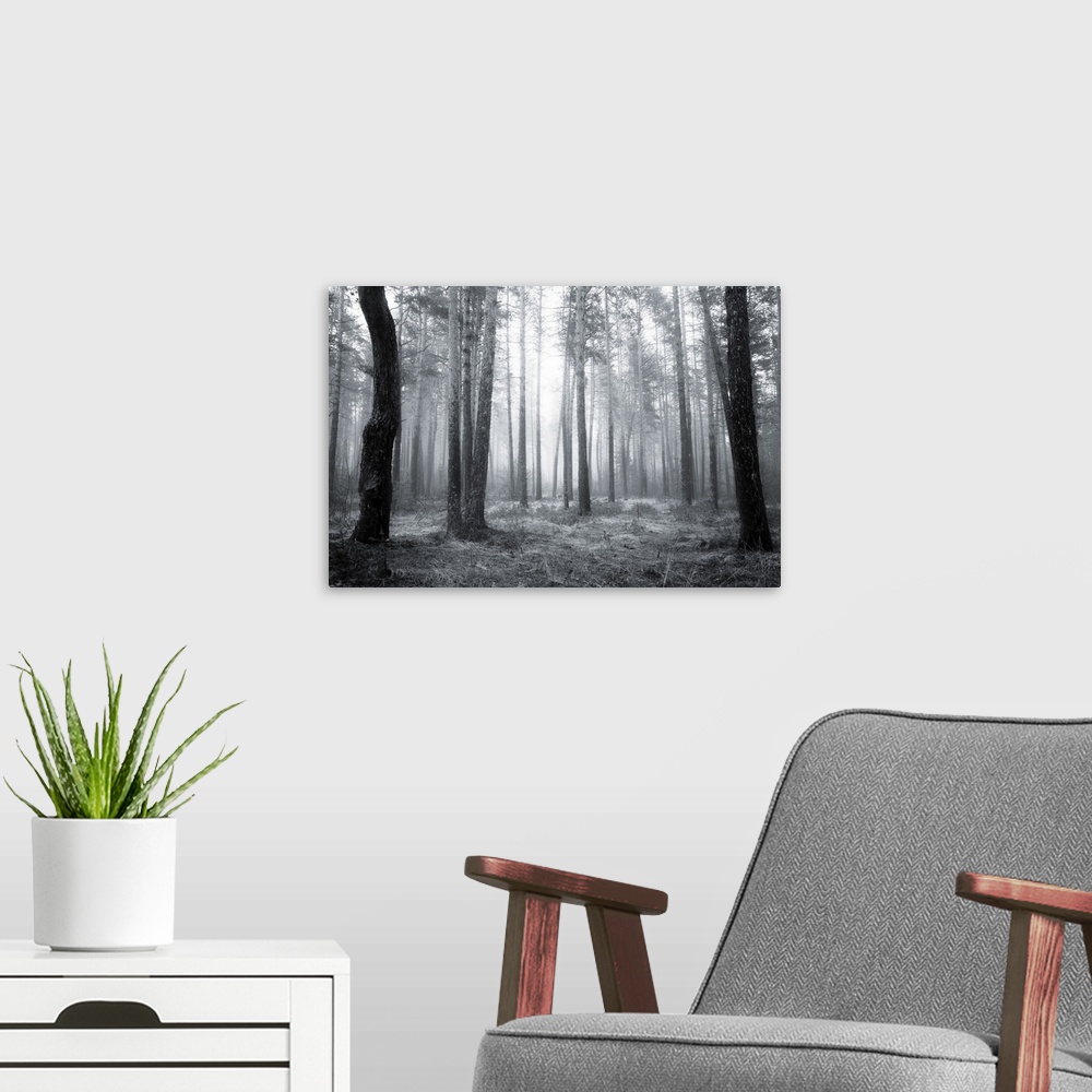 A modern room featuring Black and white spooky abstract of a foggy forest in spring at sunrise.