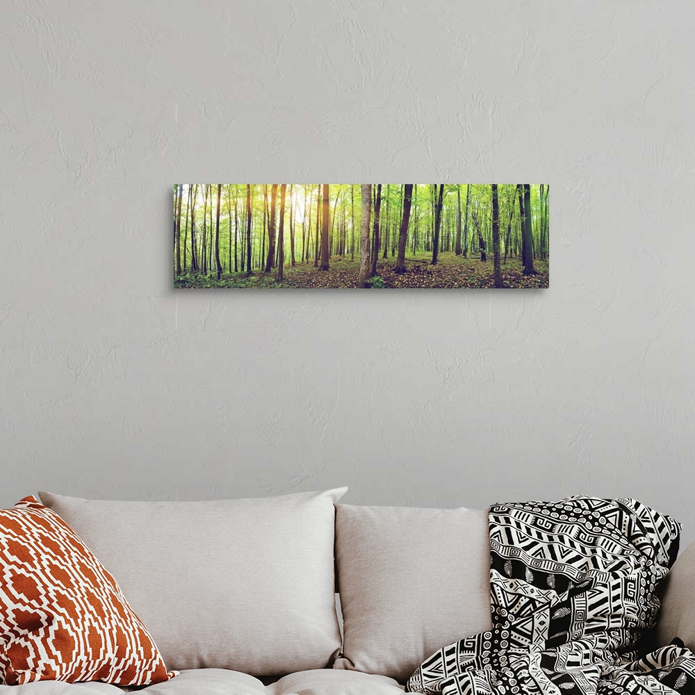 A bohemian room featuring Panorama of a green summer forest.