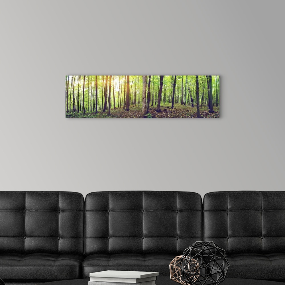 A modern room featuring Panorama of a green summer forest.