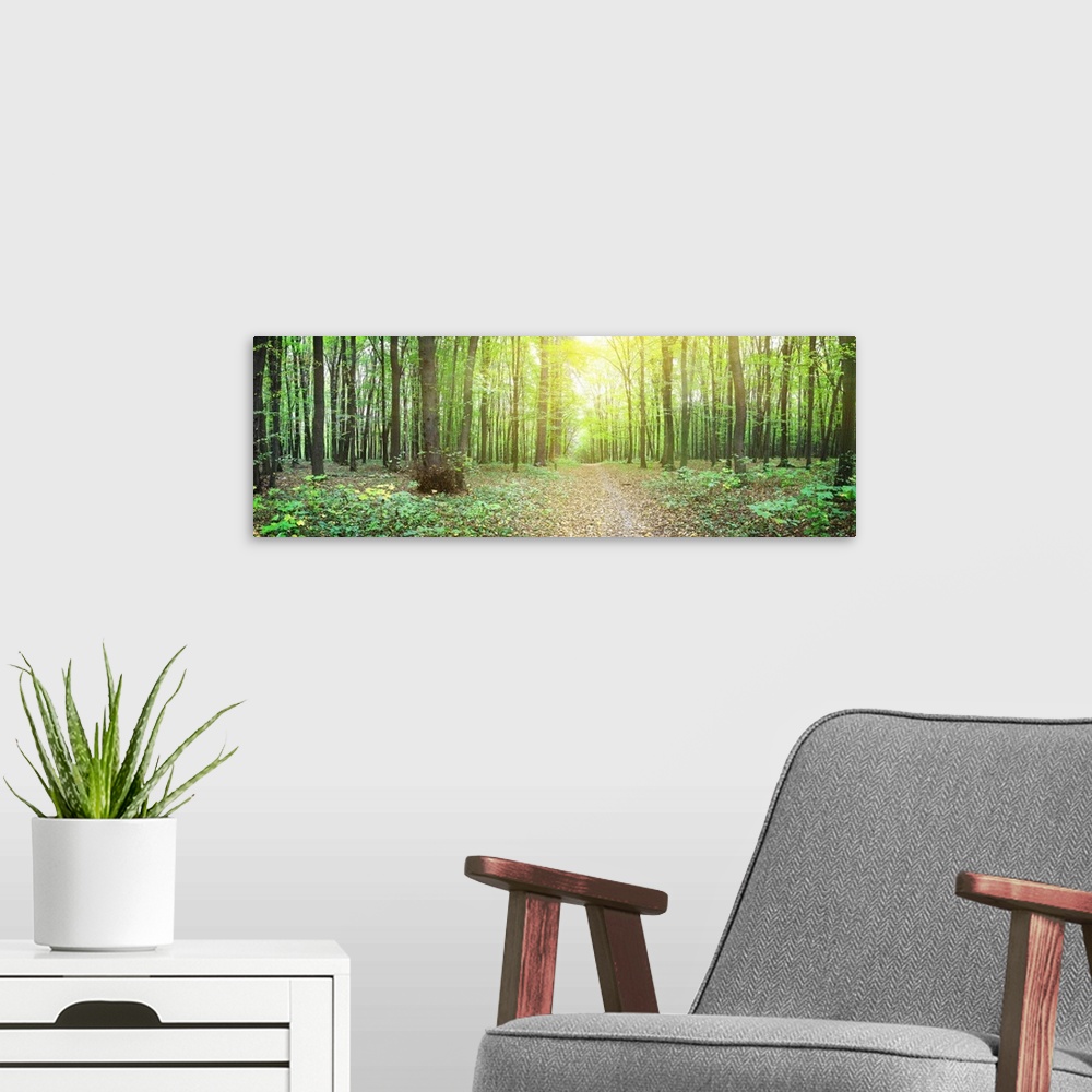 A modern room featuring Panorama of a green summer forest.