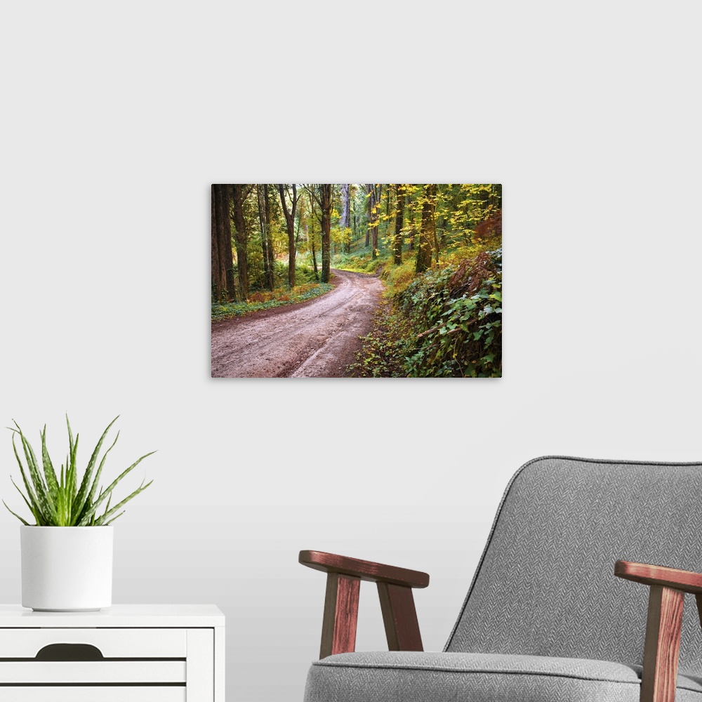 A modern room featuring Forest landscape with a trekking footpath in the fall.