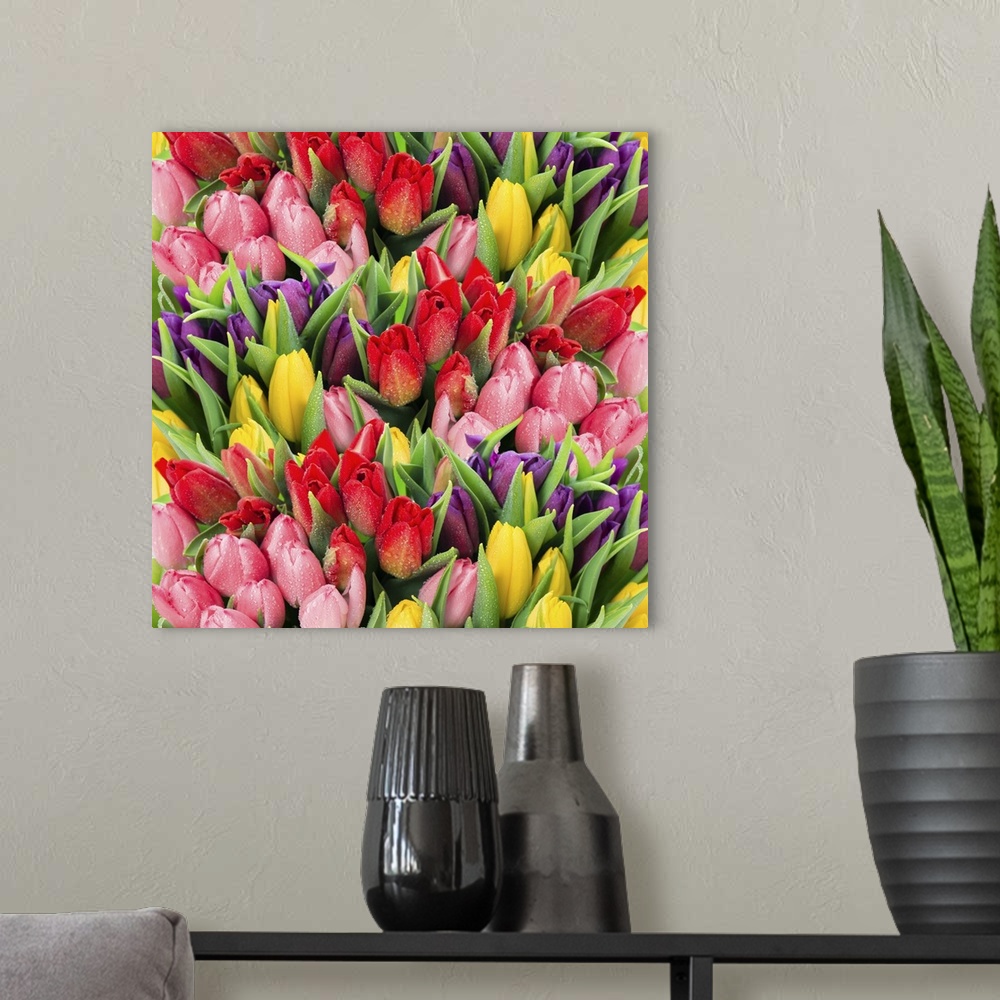 A modern room featuring Bouquet of multicolor tulips. Fresh spring flowers with water drops. Floral backdrop.