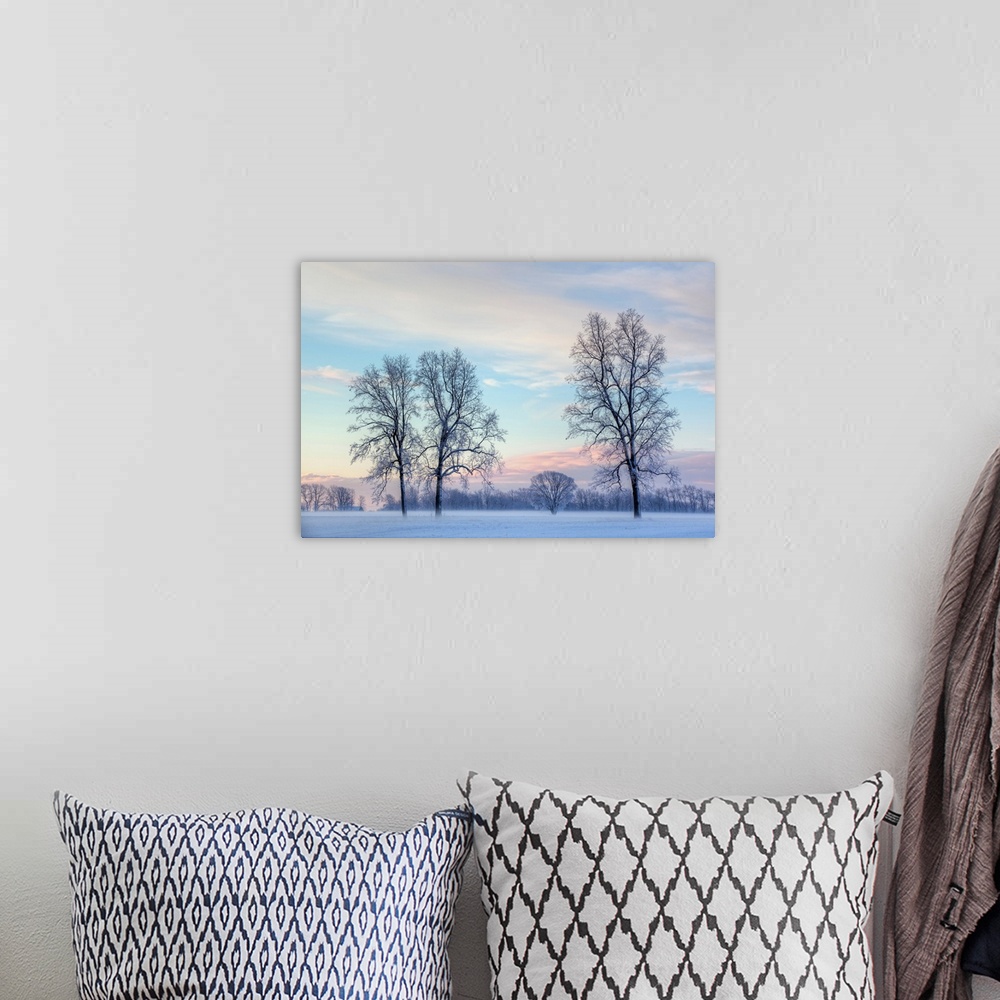 A bohemian room featuring Rural winter landscape of lightly frosted trees and ground fog, Michigan, USA.