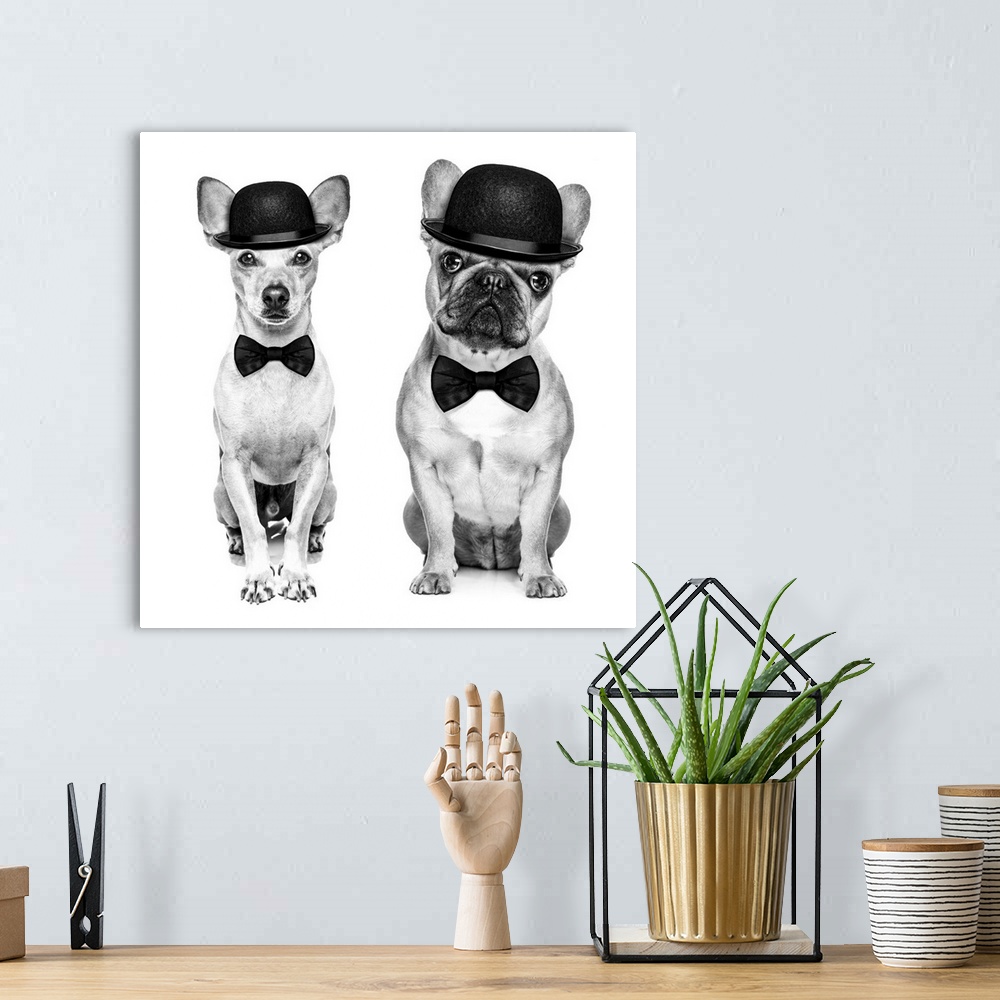 A bohemian room featuring Comedian classic couple of dogs wearing a bowler hat and black tie isolated on white background. ...