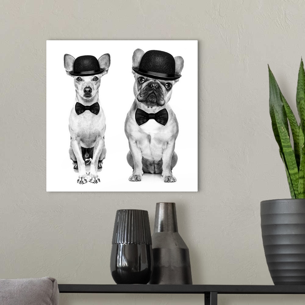 A modern room featuring Comedian classic couple of dogs wearing a bowler hat and black tie isolated on white background. ...