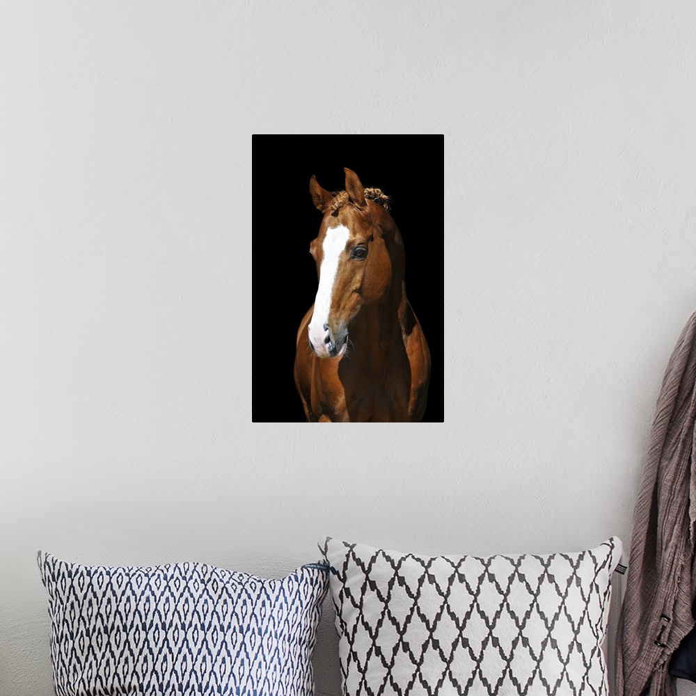 A bohemian room featuring Portrait of chestnut Trakehner horse on black background.