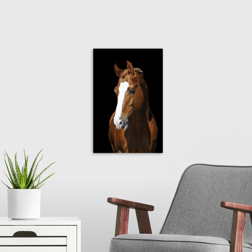 A modern room featuring Portrait of chestnut Trakehner horse on black background.