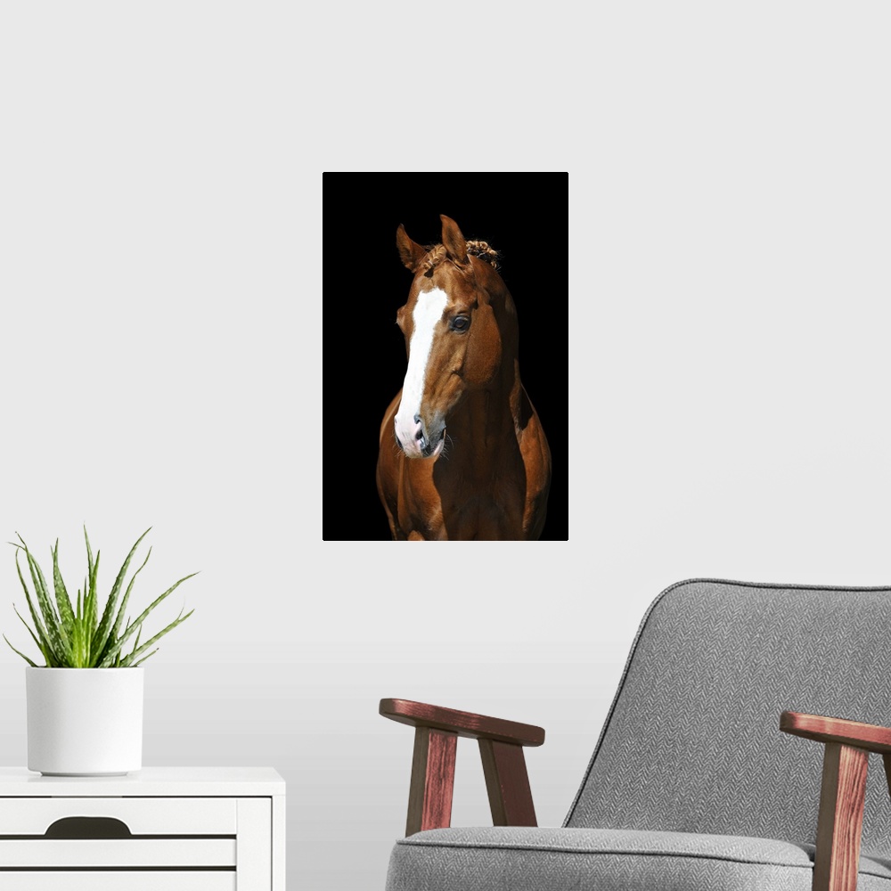 A modern room featuring Portrait of chestnut Trakehner horse on black background.