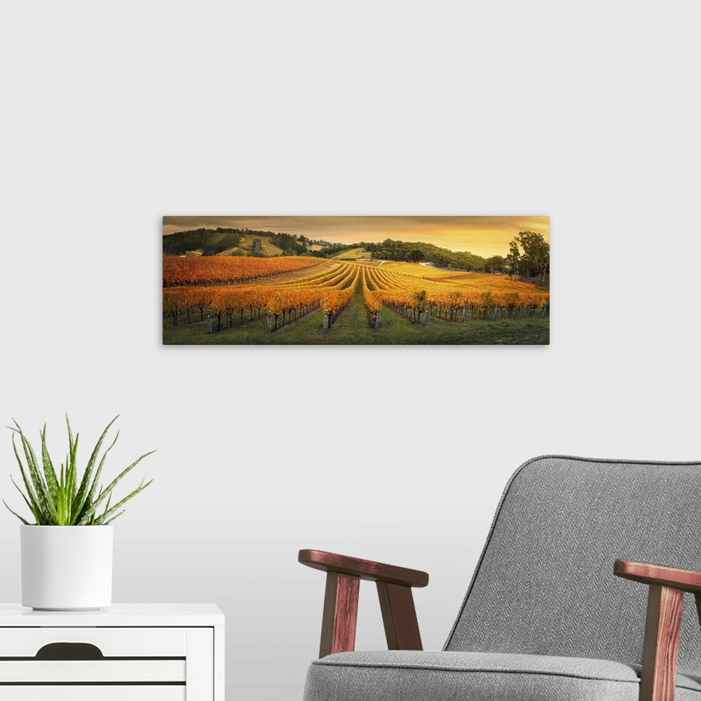 A modern room featuring Golden Vineyard In South Australia