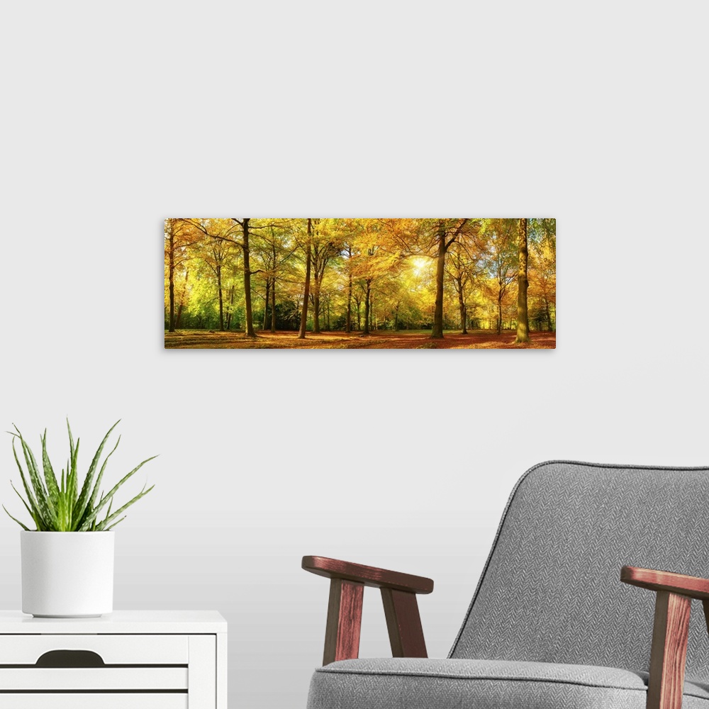 A modern room featuring Gorgeous autumn landscape panorama of a scenic forest with lots of warm sunshine.