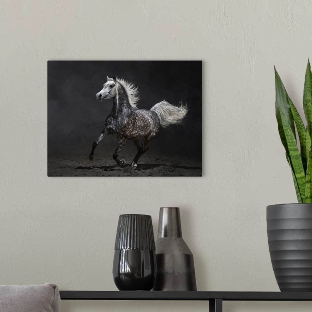 A modern room featuring Gray Arabian mare gallops on a dark background.