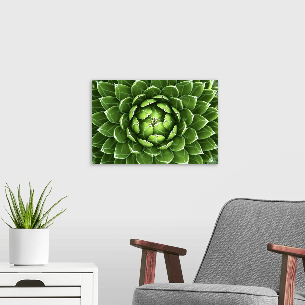 A modern room featuring Green Cactus