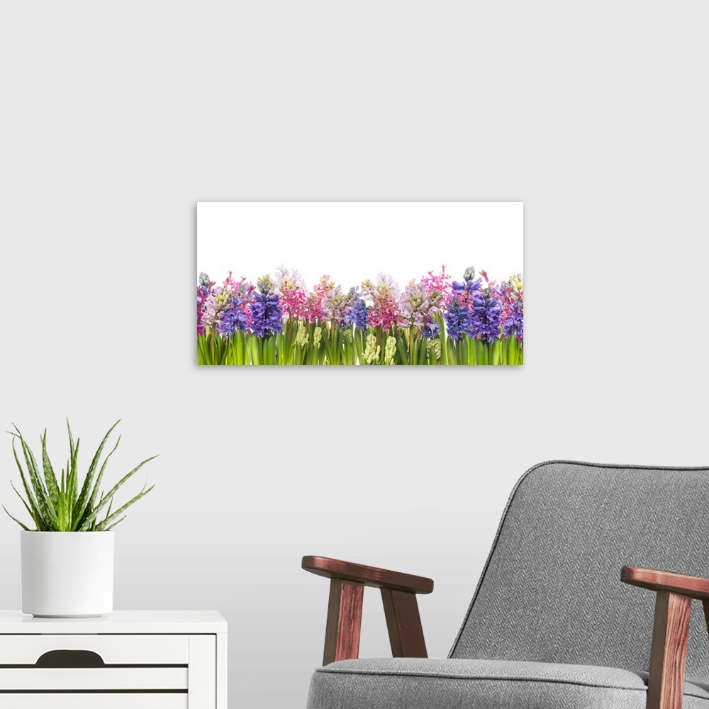 A modern room featuring Hyacinths flowers blooming in spring.