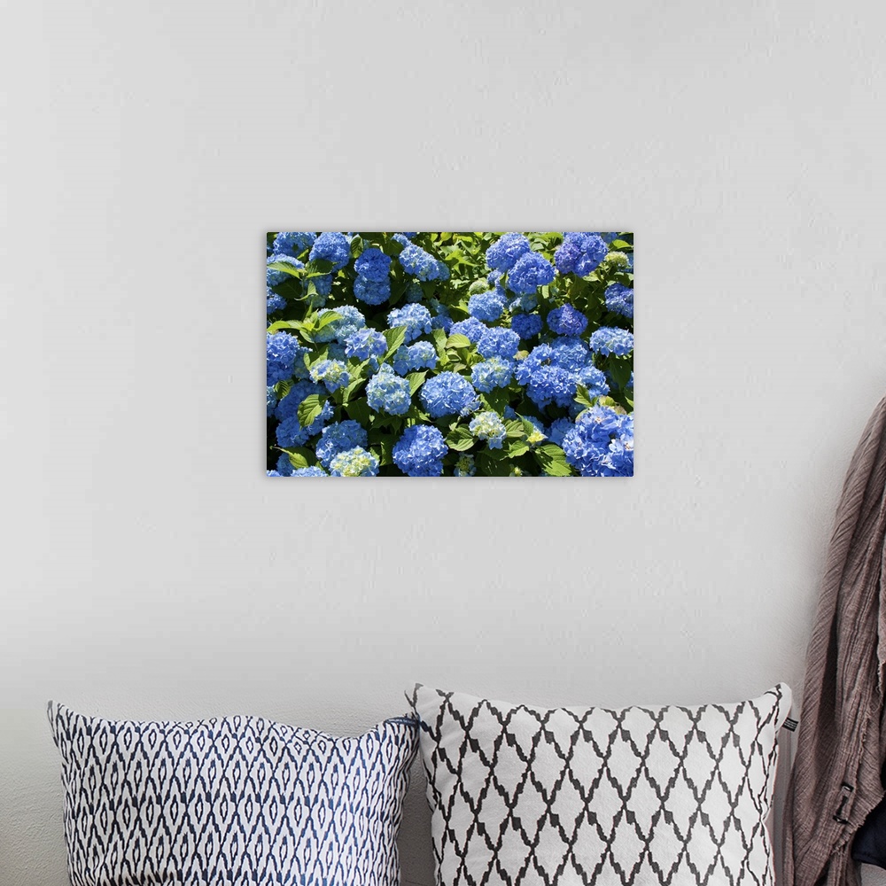 A bohemian room featuring Bunch of blue blooming hydrangea flowers in the spring sunshine.