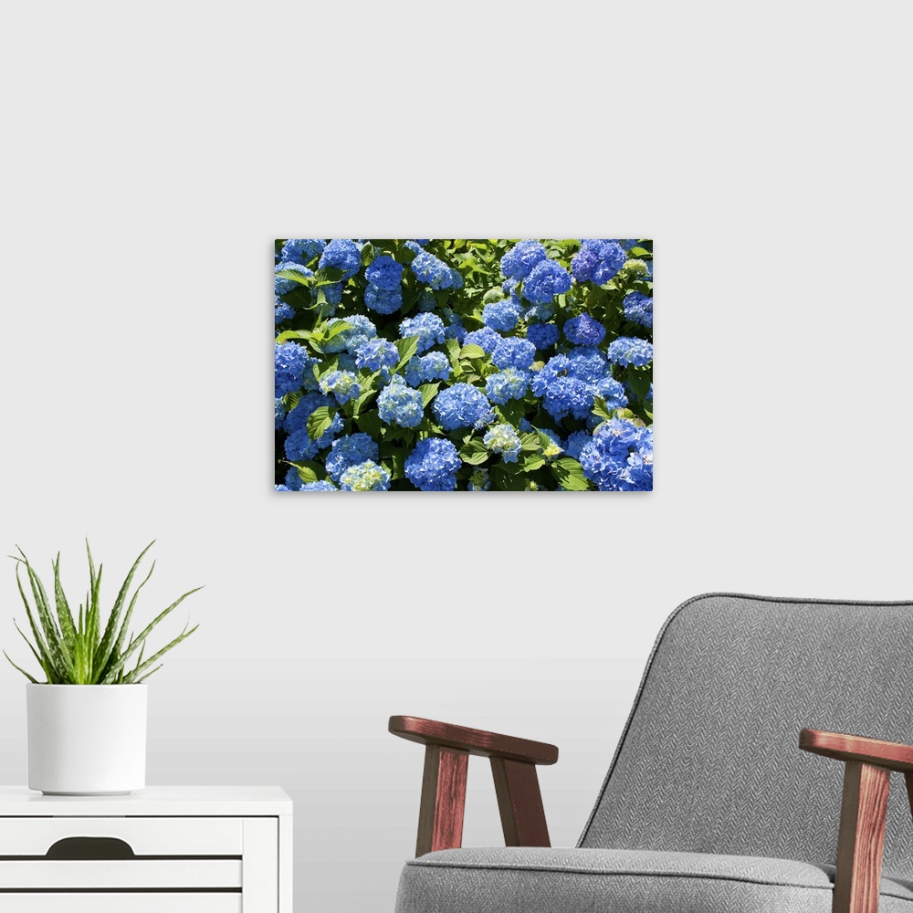 A modern room featuring Bunch of blue blooming hydrangea flowers in the spring sunshine.