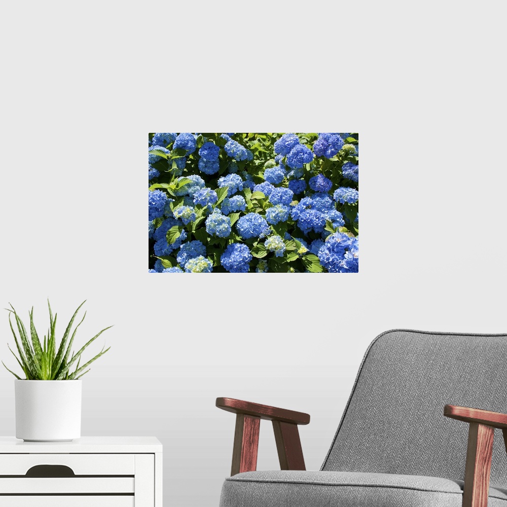 A modern room featuring Bunch of blue blooming hydrangea flowers in the spring sunshine.