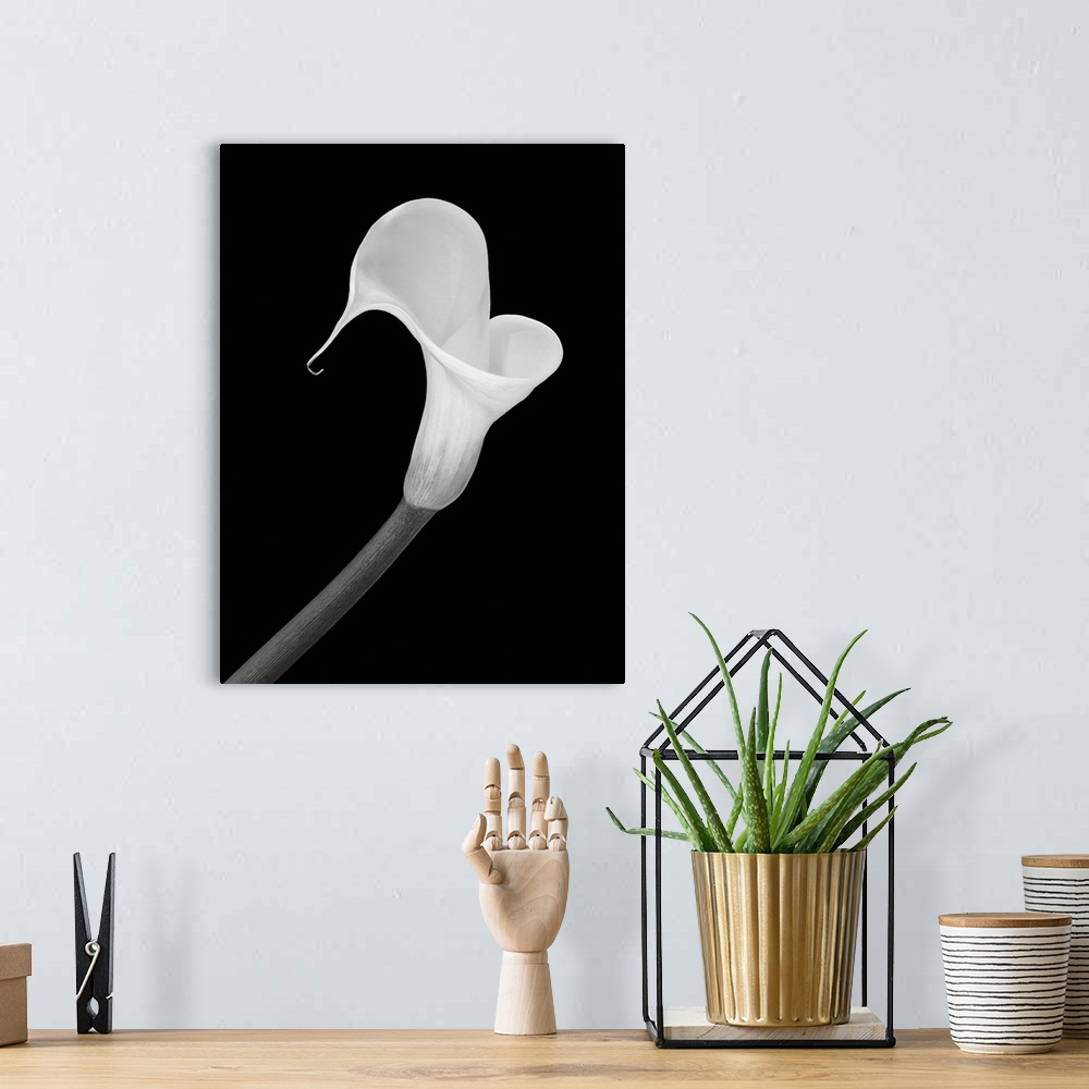 A bohemian room featuring Isolated white calla blossom on black background in a vintage painting style.
