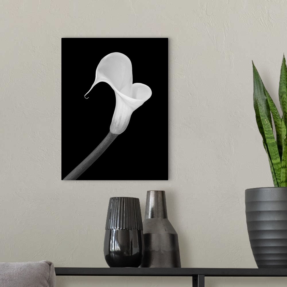 A modern room featuring Isolated white calla blossom on black background in a vintage painting style.
