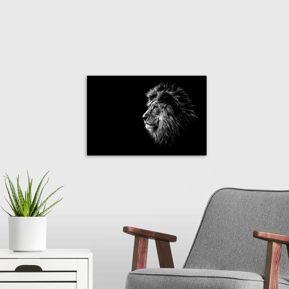 A modern room featuring Lion In Black And White With Blue Eyes